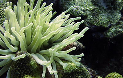 Principles of Biology