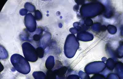 IB Biology SL
